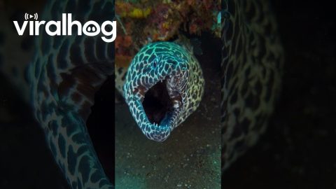 Moray Eel Coughs Out Cleaner Shrimp || ViralHog