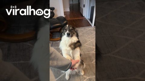 Sweet Shy Dog Likes To Hold Hands || ViralHog