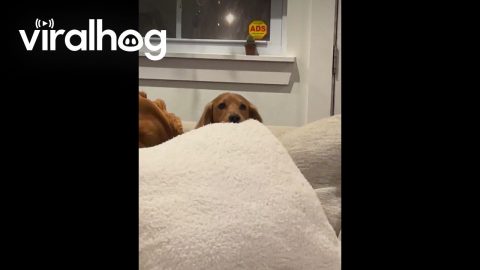 Dachshund Dad Hides from Puppies || ViralHog