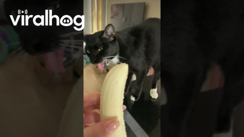 Cat Gags At Banana's Smell || ViralHog