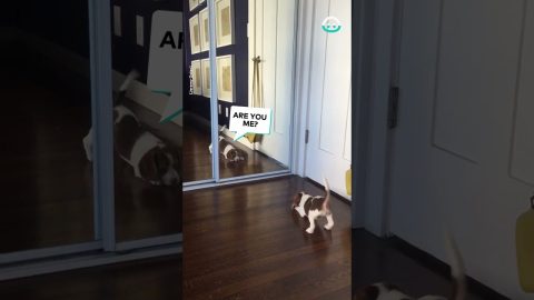 Puppy Meets Herself In The Mirror || ViralHog