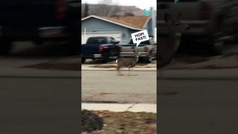 Deers Hop In Sync Through The Street || ViralHog