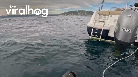 Towed Kayaker Loses All His Fishing Gear || ViralHog