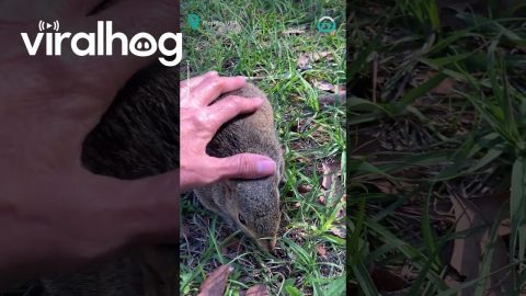 Friendly Squirrel Sits With Human Who Rescued Him || ViralHog