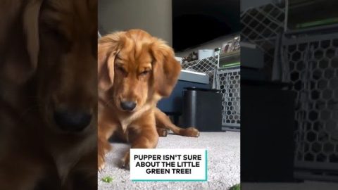 Golden Retriever vs Broccoli || ViralHog