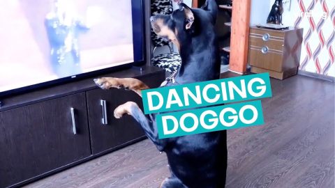 Dancing Doggo || ViralHog