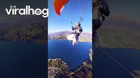 Man And Samoyed Paraglide Over French Alps || ViralHog