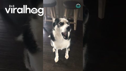 Dramatic Husky Just Can’t Stop Yelling || ViralHog