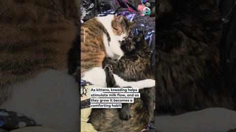 Cat Massages Friend's Squishy Belly || ViralHog