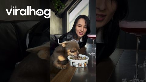 Dog Brings His Own Food To Restaurant || ViralHog