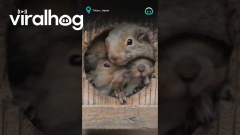 All Squirrels Want To Peek || ViralHog