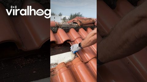 Bats Infest Rooftop Tiles || ViralHog