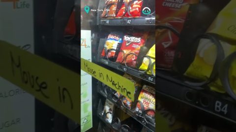 Mouse Chills Inside Vending Machine || ViralHog