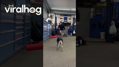 Trick Pitch Home Run For Canine Batter || ViralHog