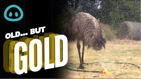 Playful Emu Loves Sprinkler || ViralHog