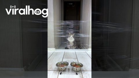 Cats Take On Invisible Forcefield || ViralHog