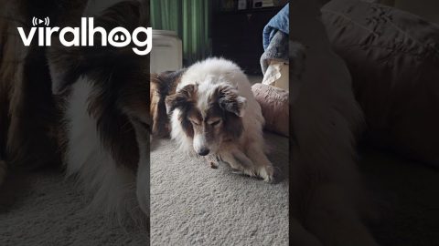 Dieting Dog Sneaks Kibble Away In Mouth || ViralHog
