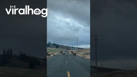 Massive Elk Herd Crosses Street || ViralHog