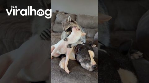 Snuggle Puddle Struggle Between Raccoon And Dogs || ViralHog