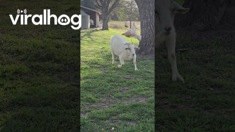 Goat Kid Gets Clotheslined By Mother's Lead || ViralHog