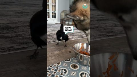 Rook Takes Food From Malamute || ViralHog
