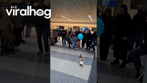 Little Dog Plays Balloon At Airport || ViralHog