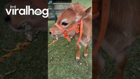 Lola the Cow Acts Like Another One of the Dogs || ViralHog