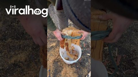 How To Tie A Constrictor Knot When Chopping Wood || ViralHog