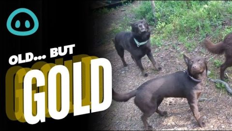 Dogs Go Into Statue Mode || ViralHog