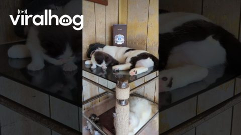 Sleeping Bandit Cat Kicks Snuggly Kitten || ViralHog