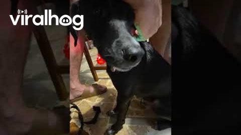How to Keep Track of Your Dog in the Dark || ViralHog