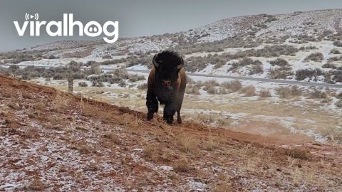 Bison Rolls In Dirt On Snowy Day || ViralHog
