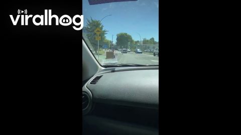 Motorized Chair Drives On New Zealand Road || ViralHog