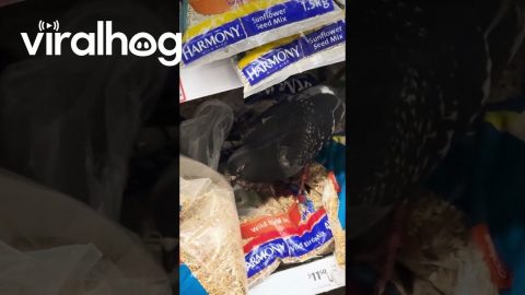 Pigeon Eats From Bird Seed Bag in Store || ViralHog