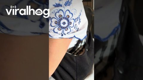 Stowaway Mini Dachshund Sleeps In Purse || ViralHog