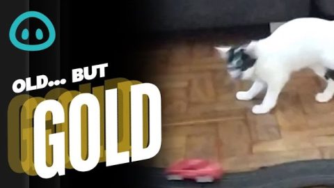 Cat Goes Silly For Slot Car || ViralHog