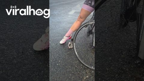 Lovestruck Pigeon Courts Cyclist's Shoe || ViralHog