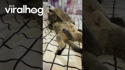 Family of Loving cats || ViralHog
