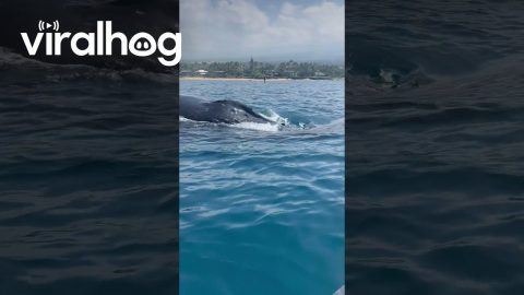 Kayaker Encounter With Pod Of Humpback Whales || ViralHog