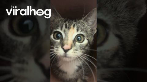 Playful Kitten Demonstrates Vase's Acoustics || ViralHog
