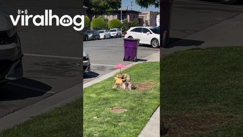 Cat Lounges While Squirrel Enjoys Tree Stump Picnic || ViralHog