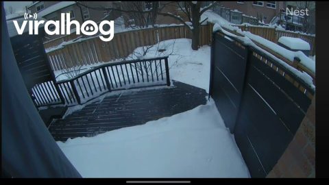 Hawk Attempts to Grab Dog From Backyard || ViralHog