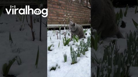 Cat Marvels At Snowfall || ViralHog