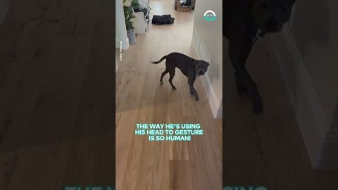 Dog Gestures To Owner To Fill Up His Food Bowl || ViralHog