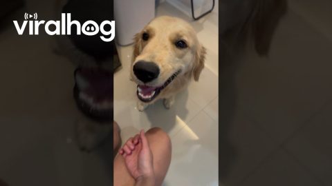 Tricking My Golden Retriever into Eating Broccoli || ViralHog