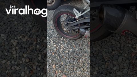 Motorcycle Pops Corn Kernels Hidden By Animals || ViralHog
