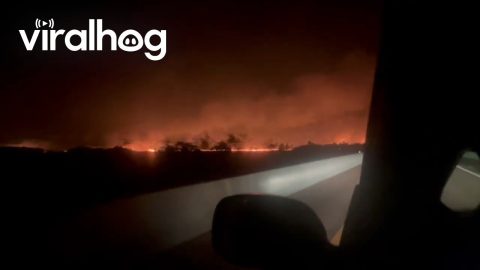 Florida Wildfire || ViralHog