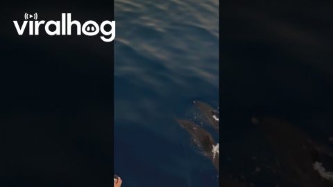 Dolphins Swim Near Rasdhoo Atoll || ViralHog