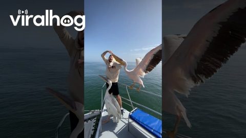 Pelican Steals Man's Fish || ViralHog
