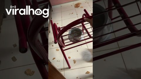 Owner Discovers Puppy Has Destroyed Door || ViralHog